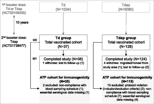 Figure 1. Participant flowchart. Footnote: Td group, participants receiving Td as first booster dose in the primary study and Tdap as decennial booster dose (second booster dose) in the current study; Tdap group, participants receiving Tdap booster doses 10 years apart; N, number of participants in each group; M, month; ATP, according-to-protocol.