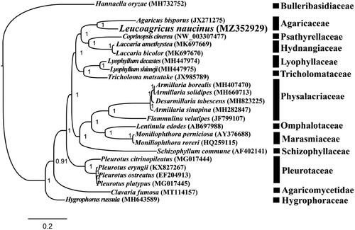 Figure 1. Bayesian phylogenetic analysis of 23 Agaricales species based on the combined 14 core protein-coding genes. Accession numbers of mitochondrial sequences used in the phylogenetic analysis are listed in brackets after species.