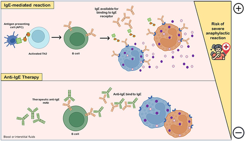 Figure 3 Anti-IgE therapy. IgE-mediated reaction with release of histamine and other co-factors occurs due to interaction of allergen-specific IgE available with IgE receptor in mediator cells (basophils, eosinophils or mast cells), which are degranulated and increase the risk of life-threatening anaphylactic adverse reactions. The pharmacological and clinical aims of the use of anti-IgEs monoclonal antibodies (mAbs) as drugs is to downregulate and/or decrease IgE production by B cells. Anti-IgE antibodies bind to both IgE-expressing B cells and free serum IgE, markedly decreasing IgE levels available for binding to IgE receptor in allergic reaction-mediator cells and, consequently, gradually compromising mast cells and basophils sensitivity to allergens.