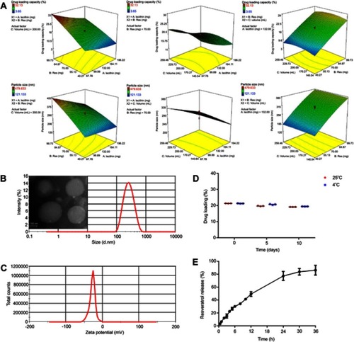 Figure 2 The preparation and characterization of Res-SLN. (A) The response surface and contour plots of the fitting equations of the particle size and drug loading. (B) Particle size and TEM photography of the optimized Res-SLN. Bar = 100 nm. (C) Zeta-potential of the optimized Res-SLN. (D) Stability on drug loading of optimized Res-SLN at 4°C or 25°C during 10 days. (E) Drug release from the optimized Res-SLN in simulated gastric juice (n=3).Abbreviations: Res, resveratrol; SLN, solid lipid nanoparticles; TEM, transmission electron microscopy.