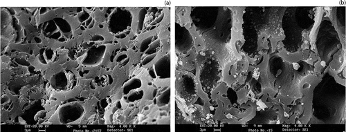 Figure 4. Scanning electron micrographs of activated carbon samples from (a) jujube seeds and (b) walnut shells.