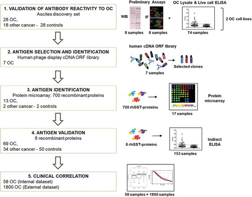 Figure 1. Workflow of the project.Scheme of the project workflow and the main techniques used: 1) reactivity of antibodies from patients’ ascitic fluids against OC antigens was initially tested using a small group of samples, on two OC cell lines, by Western blot, ELISA, and immunofluorescence. 2) Antigens were identified by performing rounds of selection of an Open Reading Frame (ORF) fragments library displayed on the filamentous phage. Selection was performed with Igs from seven OC ascites. 3) Reactivity against selected putative antigens was further verified by protein microarray on 13 OC, two noncancerous, and two control samples. 4) Antigenicity validation was done by ELISA using the whole cohort of 153 ascites samples. 5) Clinical correlation of novel putative antigens to antibody titer and gene expression was performed, both on internal and external datasets.