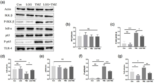 Figure 4 LGG exerted a protective effect on the intestinal mucosa by suppressing TLR4–NFκB signaling. (a–g) Expression and activation of proteins in NFκB signaling pathways. *P<0.05, **P<0.01, ***P<0.001.