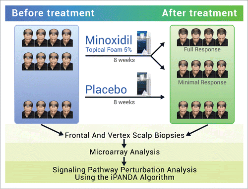 Figure 1. Workflow of the original study. Gene expression data were obtained from patients enrolled in a placebo controlled double-blinded study of MTF 5%. Healthy men aged 18–49 with Hamilton-Norwood type IV-V thinning were instructed to apply the treatment (active drug or placebo) topically to the affected area. Scalp biopsies from the frontal and vertex scalp were done at the leading edge of alopecia and global hair photographs were taken before and after 8 weeks of treatment. The effect of minoxidil on gene expression profile and signaling pathways activation state in the frontal and vertex scalp was identified via microarray analysis and in silico Pathway Activation Network Decomposition Analysis (iPANDA).