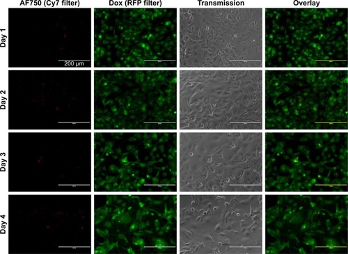 Figure 17 Enzymatic activation of fluorescence and Dox-FB delivery to cells over 96 hours.Notes: Individual channel and overlay images of MDA-MB-231 cells exposed to AF750-labeled Dox-FB loaded NPs with PLGA-PDL copolymer at 0.2 mg/mL (10 µM Dox-FB). Red indicates AF750 and green Dox-FB.Abbreviations: AF, Alexa Fluor; Dox, doxorubicin; FB, free base; NPs, nanoparticles.