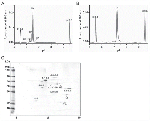 Figure 5. Imaged capillary isoelectric focusing (icIEF) of chromatographically separated reduced and denatured mAb-2 heavy and light chains. Pooled RD-SEC fractions containing either (A) heavy or (B) light chain protein were focused for 8 minutes on an iCE280 Analyzer. For comparison, the corresponding 2D-PAGE is shown in C.