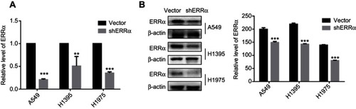 Figure 4 Knockdown of ERRα in LUAD cells.Notes: (A) Verification of ERRα in LUAD cells by quantitative RT-PCR. (B) Verification of ERRα in LUAD cells by quantitative Western blot analysis. ***Compared with vector, P<0.001; **compared with vector, P<0.01.