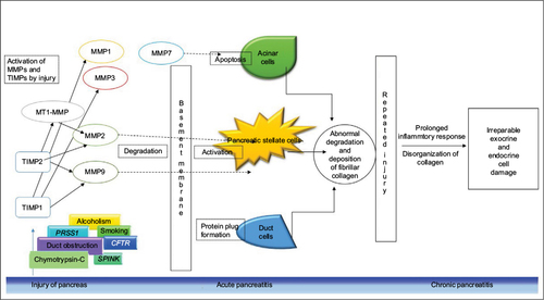 Figure 1 Matrix metalloproteinases in pancreatitis.