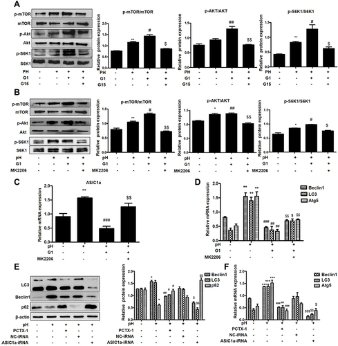 Figure 6 GPER1 inhibits the expression of ASIC1a by activating the PI3K-AKT-mTOR signaling in chondrocytes. (A) Cultured chondrocytes were pretreated with or without agonist for GPER1 (G1) followed by stimulation with G15 and levels of phosphorylated and total mTOR, AKT and S6K1 proteins were measured by Western blot. (B) Cultured chondrocytes were pretreated with or without inhibitors for AKT (MK2206, 1000 nmol/mL) followed by stimulation with G1 and levels of phosphorylated and total mTOR, AKT and S6K1 proteins were measured by Western blot. (C and D) qRT-PCR analysis of ASIC1a, Beclin1, LC3 and Atg5 mRNA expression levels in chondrocytes. (E) Western blot analysis of Beclin1, LC3, p62 and ASIC1a protein expressions in chondrocytes that without transfection or transfected with negative control (NC), ASIC1a-RNAi or PCTX-1 (100 nmol/L). (F) qRT-PCR analysis of Beclin1, LC3 and Atg5 protein expressions in chondrocytes that without transfection or transfected with negative control (NC), ASIC1a-RNAi or PCTX-1 (100 nmol/L). Data are presented as mean ± SEM. (A–D) *P < 0.05, **P < 0.01 versus normal group; #P < 0.05, ##P < 0.01, ###P < 0.001 versus pH group; $P < 0.05, $$P < 0.01 versus G1 group. (E and F) *P < 0.05, ***P < 0.001 versus normal group; #P < 0.05, ##P < 0.01, ###P < 0.001 versus pH group; $P < 0.05, $$P < 0.01, $$$P < 0.001 versus NC group.