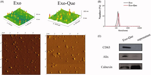 Figure 3. Characterization determination of Exo and Exo-Que. (A) Morphology of Exo and Exo-Que by AFM. (B) Particle size distribution of Exo and Exo-Que. (C) Detection of exosomal specific markers by western blot.
