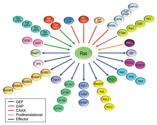 Figure 8 Ras interactome. Proteins that regulate Ras GDP/GTP cycling, catalyze posttranslational modification, or serve as immediate downstream effectors are indicated. Compiled in part from Table 1 in reference Citation121.