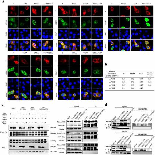 Figure 1. The interaction between NDV F protein and AP complexes following transfection or infection. For A and C, BSR-T7/5 cells were co-transfected with expression plasmids for an F protein (wildtype, Y524A, Y527A, or YY245 + 527AA) and an AP complex (AP1M1, AP2M1, AP3M1, AP4M1, or AP5M1). (a) at 36 h post-transfection, the cells were fixed, and their nuclei were stained with DAPI. The level of co-localization was observed via laser scanning confocal microscopy. (b) Quantification of the co-localization of F protein and AP under YLMY-motif mutation was performed by calculating the Pearson’s correlation coefficient using ImageJ. (c) Cell lysates were immunoprecipitated (IP) with anti-Flag antibody. The immunoprecipitates and whole-cell lysates (WCL) were analysed by western blotting with anti-Flag, anti-Myc, and anti-Tubulin. (d) BSR-T7/5 cells were infected with NDV containing a wildtype (rSG10*) or mutant (rSG10*-F/Y524A, rSG10*-F/Y527A, or rSG10*-F/Y524AY527A) YLMY motif. At 36 hpi, lysates of these cells were incubated overnight at 4 °C with anti-AP1M1 or anti-AP2M1 pre-conjugated Protein A/G magnetic beads, after which immunoprecipitation was conducted.