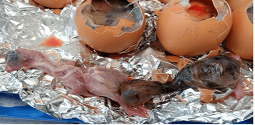 Figure 3 Gross changes in chicken embryos caused by IBV at 15 days age, Dwarfing and curling of embryo at 15 days of age and also feather dystrophy.