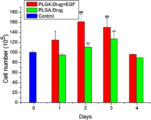 Figure 11 Cell viability of electrospun lidocaine/hEGF nanofibers (##P<0.01, **P<0.01).Abbreviations:  hEGF, human epidermal growth factor; EGF, epidermal growth factor.