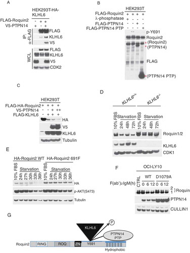 Figure 4. PTPN14 regulates Roquin2 protein stability in a KLHL6-dependent manner by directly dephosphorylating tyrosine 691.(a) HEK293T cells stably expressing HA-tagged KLHL6 were co-transfected with cDNAs encoding FLAG-tagged Roquin2 and V5-tagged PTPN14. Exogenous Roquin2 proteins were immunopurified from cell extracts with an anti-FLAG resin and immunocomplexes were probed with antibodies to the indicated proteins. Bottom panel shows whole cell lysates (WCL). HA, hemagglutinin. (b) The indicated FLAG-tagged proteins were immunopurified from HEK293T cell extracts with an anti-FLAG resin. Cells transfected with FLAG-tagged Roquin2 were pre-treated with 100µM of pervanadate for 15 min before collection. Purified proteins on the beads were mixed as indicated for in vitro phosphatase assay. Lamda (λ)-phosphotase treatment was used as a positive control for the assay. Proteins were probed with antibodies to the indicated proteins. Red asterisks indicate the FLAG-tagged proteins immunoblotted with an anti-FLAG antibody. (c) HEK293T cells were co-transfected with cDNAs encoding FLAG-HA-tagged Roquin2 (WT), FLAG-tagged KLHL6, and increasing amounts of V5-tagged PTPN14 in different combinations. Whole cell lysates were probed with antibodies to the indicated proteins. (d) Immunoblot analysis of whole-cell lysates from BJAB cells KLHL6+/+ or KLHL6−/- (clone derived) for the indicated serum starvation time points. (e) Same as in (d) except that BJAB cells stably expressing Roquin2(WT) or Roquin2(Y691F) were used. (f) OCI-LY10 cells were lenti-virally transduced to express doxycycline (DOX) controllable HA-tagged PTPN14 (WT) or PTPN14 (D1079A) mutant. DOX was pre-added for 12 hours and, then, cells were stimulated with anti-IgM (10µg/ml) with indicated time points. Whole cell lysates were probed with antibodies to the indicated proteins. CTRL, control. (g) A schematic model of the complex composed of Roquin2, KLHL6 and PTPN14. PTPN14 binds Roquin2 through its phosphatase (PTP) domain and KLHL6 binds Roquin2 at Y691 residue. PTPN14 regulates Roquin2 and KLHL6 interaction by direct dephosphorylation of Y691 in Roquin2. Phosphorylation, P.