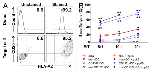 Figure 7. pp65-specific T cells re-stimulated by CD137L-derived dendritic cells are more cytotoxic than T cells re-stimulated by classical dendritic cells. (A) The lymphoblastic cell line CM371 and monocytes isolated from a HLA-A2+ donor were immunostained for HLA-A2 and CD20 expression or HLA-A2 expression, respectively, and analyzed by fluorescence cytometry. (B) CM371 cells were loaded with the DELFIA® BATDA reagent, pulsed or not with pp65-derived peptides and used as target cells. T cells re-stimulated by exposure to the indicated type of dendritic cells (DC) for 5 d were added at the depicted effector to target (E:T) cell ratios, and were incubated for 3 h. The percentages of target cell lysis are reported as means ± SD from triplicate measurements. **P < 0.01 (two-tailed, unpaired Student t test). These data are representative of at least 2 independent experiments yielding comparable results.