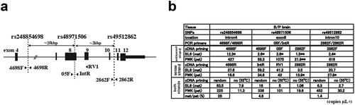 Figure 3. Allele-specific expression of Ube3a-ATS and preUbe3a in SNPs. (a) Schematic of Ube3a with exons, primers (arrowheads), and SNP locations. (b) Summary of ddPCR assay in SNPs. One microgram of adult brain RNA (P26) was used per cDNAs synthesis primed by random hexamers (random), specific primers, or no primers (no) at 50°C or at 55°C. Details of the LNA probes, one-dimensional plots including the RT (–) samples are shown in Supplementary Figure S3 and S4. The copy numbers with one asterisk (*) are considered to be noises in RT reaction, compared to the value of copy numbers in non-specific cDNAs by Poisson error bars in supplementary Figure S3E and S4C. The copy numbers with two asterisk (**) are also considered to be noises because of the location of primers, used for priming for RT