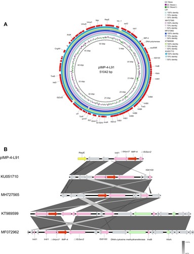 Figure 1 Genomic analyses of pIMP-4-L91 plasmid. (A) Comparison of the pIMP-4-L91plasmid sequence identified in isolate L91 with the blaIMP-4. This figure was generated using BRIG. (B) Genetic context of blaIMP-4 on pIMP-4-L91 and related plasmids. The GenBank accession numbers are KU051710.1, MH727565.1, KT989599.1, MF72962.1. Open reading frames (ORFs) are shown as arrows, and indicated according to their putative functions. Shared regions with high degree of sequence similarity are indicated by gray. Conjugal transfer associated genes were colored as pink; Red arrows point antibiotic resistance genes, and yellow arrows indicate the replication initiator. Hypothetical protein encoded genes are colored by grey.