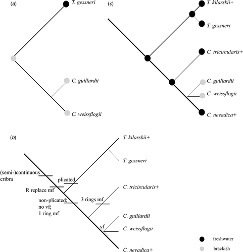 Fig. 15. Diagrams to show phylogenetic relationships and hypothesis of the freshwater origin of Conticribra. (a) Modified from Alverson et al. (Citation2007, fig. 5) to include only species relevant to this paper; (b) phylogenetic relationships from a with addition of extinct species of Conticribra and Thalassiosira kilarskii (based on morphology). Abbreviations: mf: marginal fultoportulae; R: rimoportula; vf: valve face fultoportulae; +: extinct species. (c) Phylogenetic relationships from a with addition of extinct species of Conticribra and Thalassiosira kilarskii (based on morphology) showing freshwater origin of the genus and recent brackish water colonizations.