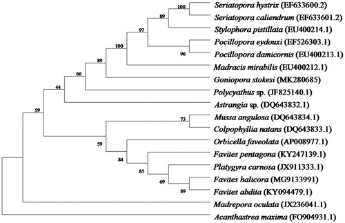 Figure 1. Molecular phylogeny of Goniopora stokesi and other related species in Scleractina based on complete mitogenome. The complete mitogenome is downloaded from GenBank and phylogenic tree is constructed by maximum-likehood method with 1000 bootstrap. The gene’s accession number for tree construction is listed as follow: Seriatopora hystrix (EF633600.2), Seriatopora caliendrum (EF633601.2), Stylophora pistillata (EU400214.1), Pocillopora eydouxi (EF526303.1), Pocillopora damicornis (EU400213.1), Madracis mirabilis (EU400212.1), Goniopora stokesi (MK260685), Polycyathus sp. (JF825140.1), Astrangia sp. (DQ643832.1), Mussa angulosa (DQ643834.1), Colpophyllia natans (DQ643833.1), Orbicella faveolata (AP008977.1), Favites pentagon (KY247139.1), Platygyra carnosa (JX911333.1), Favites halicora (MG9133991), Favites abdita (KY094479.1), Madrepora oculata (JX236041.1), Acanthastrea maxima (FO904931.1).