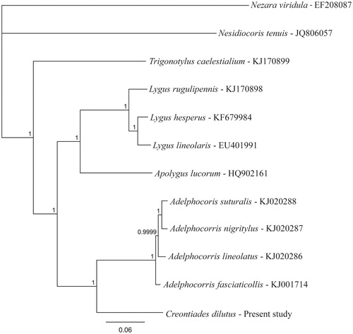 Figure 1. Phylogenetic tree produced using Bayesian estimation (MrBayes Inc., New York, NY) on the core gene encoding region of all available mirid mitochondrial genomes with Nezara viridula (Pentatomidae) used as the out-group, node labels indicate the posterior probability after 1 × 106 iterations.