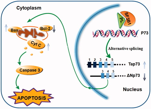 Figure 7. Model of potential targets of SF3b1 in cancer. Pladienolide B increased the racial of Tap73/ΔNp73 expression which regulated apoptosis, and consequently down-regulated Bax/Bcl-2 ratio, cytochrome c release and caspase-3 expression in human cervical cancer cells.