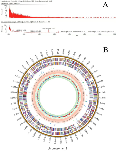 Figure 2 (A) The MALDI-TOF MS spectra. (B) Genome circle map: The first circle shows the size of the genome. The second circle shows the genes predicted by the Forward strand (+) of the genome and the third circle shows the genes predicted by the Reverse strand (-) of the genome. The fourth circle triangle shows the tRNA (the forward and reverse strands are green and blue, respectively), and square represents rRNA (the forward and reverse strands are red and purple, respectively). The fifth circle represents GC Content, and the sixth circle represents GC skew.