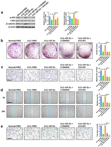 Figure 7. Interference in activation of the Akt/β-catenin pathway made DF-Ex ineffective. (a) LY294002 (Beyotime, #S1737, 10 μM) and ICG-001 (Selleck, #S2662, 10 μM) were used to suppress the activation of Akt and β-catenin respectively. Western blotting was used to detect the expression levels of p-Akt, t-Akt and β-catenin in HUVECs with different treatments (n = 3). (b) A cell colony formation assay was used to detect the proliferation ability of HUVECs with different treatments (n = 3). (c) A transwell assay indicated the migration ability of HUVECs with different treatments (scale bar = 200 μm, n = 3). (d) A scratch wound healing assay revealed the motility of HUVECs with different treatments (scale bar = 1000 μm, n = 3). (e) The tube formation ability of HUVECs with different treatments was determined through a tube formation assay (scale bar = 400 μm, n = 3). (a–e) **p < 0.01, ***p < 0.001