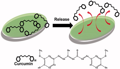 Figure 5. Schematic presentation for curcumin release from poly(HEMA-MAPA) membrane.