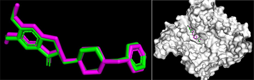 Figure 1. Position of the redocked ligand (Purple) with the crystallographic ligand (Green) of the donepezil crystallographic ligand.