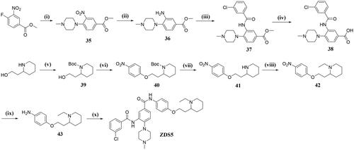 Scheme 5. Reagents and conditions: (i) 1-methylpiperazine, DIPEA, DMF, rt, 0.5 h; (ii) SnCl2.2H2O, EA, 80 °C, 8 h; (iii) Step1: 3-chlorobenzoic acid, SOCl2, DCM, reflux, 2 h; Step2: TEA, DCM, 0 °C to rt; (iv) NaOH, MeOH/THF/H2O, 50 °C, 4 h; (v) TEA, (Boc)2O, DCM, 0 °C to rt, 7 h; (vi) 1-fluoro-4-nitrobenzene, NaH, DMF, Ar2, 80 °C, 12 h; (vii) TFA, DCM, rt; (viii) NaH, iodoethane, DMF, 0 °C to rt; (ix) SnCl2.2H2O, EA, 80 °C, 6 h; (x) 38, HATU, DIPEA, THF, rt, 4 h.