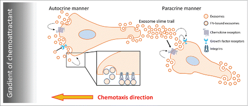 Figure 4. Proposed model for the role of exosome secretion in cancer cell chemotaxis. Soluble factors delivered in a gradient induce cell polarization and/or polarized secretion of exosomes. Exosomes secreted from cancer cells may deliver growth factors,Citation18 chemokines,Citation21 and ECM proteins including FN.Citation6 Exosome-carried cargoes, such as chemokines and/or growth factors, may provide positive feedback to promote directional sensing and migration toward chemoattractant in an autocrine manner. By contrast, exosomal ECM promotes cell speed. In a paracrine manner, exosome slime trails left behind migrating leader cellsCitation6,43 could promote chemotaxis of follower cells.