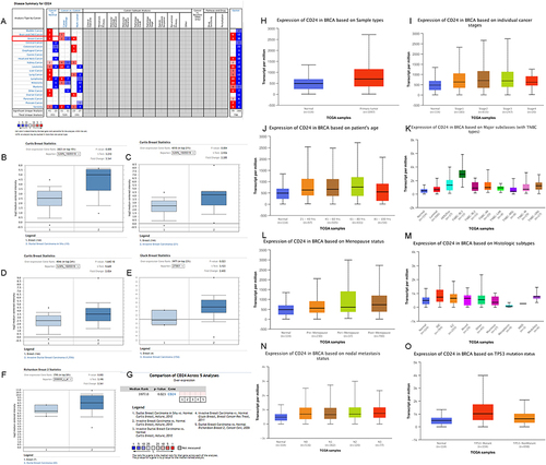 Figure 2 Bioinformation analysis of CD24 expression in breast cancer and normal tissues. (A): The level of CD24 mRNA transcripts in different tumor types. (B–F): Comparison of CD24 mRNA level between breast cancer and normal tissues in five studies. (G): Meta-analysis of multiple datasets for comparing CD24 mRNA levels between breast cancer and normal tissues. CD24 mRNA level in different breast cancer types (H), at individual cancer stages (I), based on patient’s race (J), in major subclasses (with TNBC types) (K), in patients with different menopause status (L), based on histologic subtypes (M), based on nodal metastasis status (N), and based on TP53 mutation status (O) gained from UALCAN database.