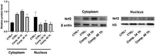 Figure 5. Nrf2 protein levels in the cytoplasmic and the nuclear fraction of HCT116 cells, assessed by Western blot analysis. HCT116 cells were treated with the 4 mM hydrogen peroxide as a positive control for ROS induction and with compounds 34 and 40 (50 µM and 5 µM, respectively) for 1 h. Representative western blots of Nrf2 in cytoplasm and the nuclear fraction are presented. Histone H3 and β-actin were employed as loading controls for nuclear and cytoplasmic fraction; respectively. Results are presented as mean ± SD; number of samples was n = 3.