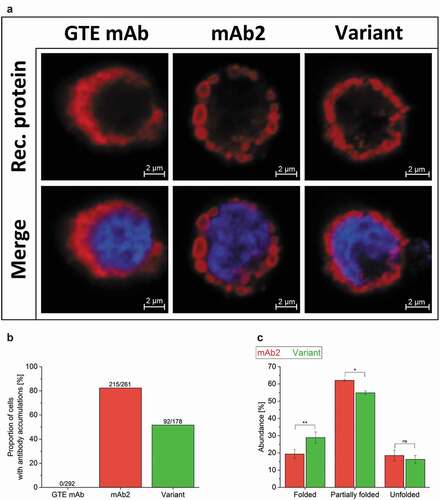 Figure 2. Investigation of CHO cells producing a good-to-express monoclonal antibody (GTE mAb) as reference, mAb2 and its in silico optimized variant. (a) Confocal images of cell lines producing the GTE mAb, mAb2 and the in silico optimized variant were acquired at a 63 x primary magnification. Additional information on productivity of the GTE mAb can be found in supplementary Figure S2. Nuclei and recombinant protein were stained using DAPI (blue) and a fluorescent secondary antibody (red). An overview can be found in supplementary Figure S3. (b) Ratio of single cells with intracellular antibody inclusions are shown for the total cell count. For visualization, cells have been cultured adherently for this analysis only. (c) The folding of free LC molecules (not bound to heavy chain) within the cell was analyzed densitometrically in three independent western blotting-electrophoretic mobility shift assays (supplementary Figure S5). An analysis of variance (ANOVA) determined statistical significance (*: p < .05; **: p < .01). M, Marker; ns, not significant.