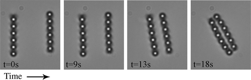 Figure 10. Attraction of two dipolar chains with antiparallel topological dipoles. The dipoles in the left chain are pointing upwards, the dipoles in the right chain point downwards, as is evident from the dark spots, which are hedgehog point defects.