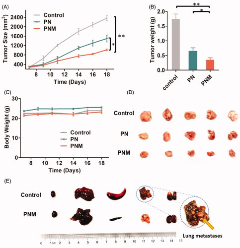 Figure 7. In vivo antitumor activity of different PTX formulations against 4T1-xenografted BALB/c mice. (A) Tumor growth curve of different mouse groups with administrations of saline, PN (PTX dose 10 mg/kg) and the PNM (PTX dose 10 mg/kg); (B) Weight of ex vivo tumors from the mice sacrificed by cervical dislocation at the experimental end point; (C) Body weight change of mice in different groups; (D) Image of excised tumors from different groups; (E) Representative organs of mice from control group and PNM treated group, metastatic nodules of lung tissue from control group directed by yellow arrow; error bars indicated ± SD (n = 5 for each group), *p < 0.05, **p < 0.01.
