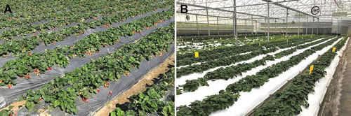 Figure 6. Strawberry production systems in Taiwan: (a) open-field production, and (b) greenhouse production