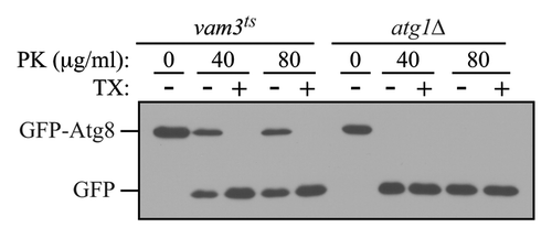 Figure 2. The GFP-Atg8 protease protection assay. Cultures of vam3ts and atg1Δ cells expressing GFP-Atg8 grown to mid-log phase at 25°C were preincubated at 37°C for 30 min, and then shifted to starvation temperature at 37°C, for 1 h. Osmotically lysed cell extracts were analyzed for sensitivity to proteinase K (PK) in the presence or absence of 0.2% Triton X-100 (TX).