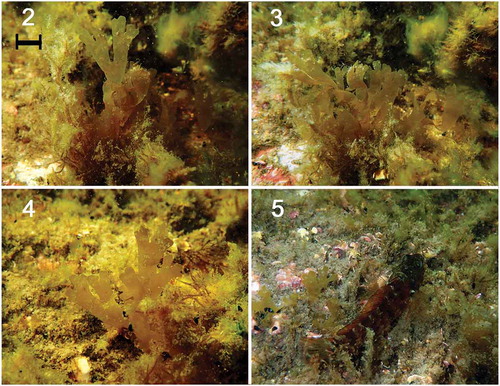 Figs 2–5. Dictyota falklandica sp. nov. in its natural habitat at North Arm on 26 January 2017, with epiphytes on its thallus and surrounding vegetation. Scale bar = 5 mm.