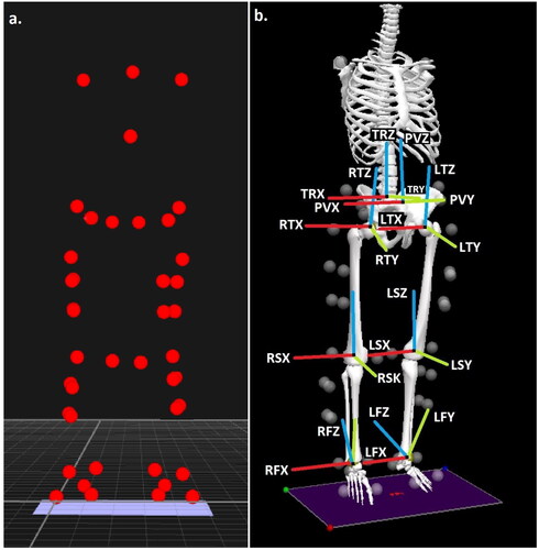 Figure 2. (a) Experimental marker locations and (b) trunk, pelvis, thigh, shank, and foot segments, with segment co-ordinate system axes (R = right and L = left), (TR = trunk, P = pelvis, T = thigh, S = shank, and F = foot), (X = sagittal, Y = coronal, and Z = transverse planes).