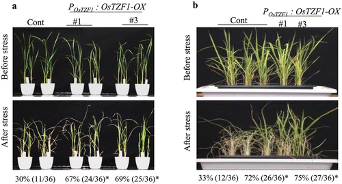 Figure 3. A) Salt-stress tolerance of POsTZF1:OsTZF1-OX OsTZF1-RNAi and control plants. The results are the average of three independent experiments with 12 plants per experiment. Asterisks indicate statistical significance (*, P < .050). B) Dehydration stress tolerance of POsTZF1:OsTZF1-OX, OsTZF1-RNAi and control plants. The results are the average of three independent experiments with 12 plants per experiment. Asterisks indicate statistical significance (*, P < .050).