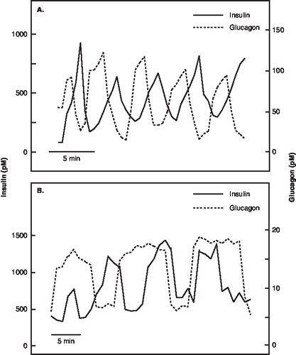 Figure 5.  Relation between repetitive insulin and glucagon pulses during perfusion of rodent pancreas with 20 mM glucose. A: The pulses of insulin are anti-synchronous to those of glucagon in rat pancreas. From Grapengiesser et al. 2006 (49) with permission. B: The pulses of glucagon are prolonged compared with insulin in mice with knock-out of the adenosine A1 receptor. From Salehi et al. 2009 (31) with permission.