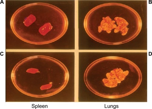 Figure 5 Protection test of Mycobacterium w (Mw) against tuberculosis in guinea pigs.