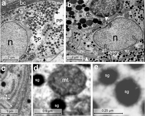 Figure 7. Electron micrographs of the PP-cell of the endocrine pancreas of the splenic lobe of Lissemys turtles showing (a) two fusiform cells (arrows) with tapering ends adjacent to the blood capillaries (bc), large euchromatic oval nucleus (n) (partly seen) and moderate abundance of small electron-dense secretory granules (sg). (b) A PP-cell is seen adjacent to an exocrine cell (exc) (arrowhead) with an intact indented nucleus (n), RER region and mitochondrial regions (mt). (c) An enlarged view of RER with dilated cisternae in the cell cytoplasm is seen. (d) A magnified view of an oval mitochondrium (mt) showing conspicuous cristae adjacent to few secretory granules (sg). (e) The secretory granules (sg) with a wide electron-dense core and a thin layer of peripheral halo are seen. Scale bars: a, b, 2 μm. c, 1 μm. d, 0.5 μm. e, 0.25 μm.