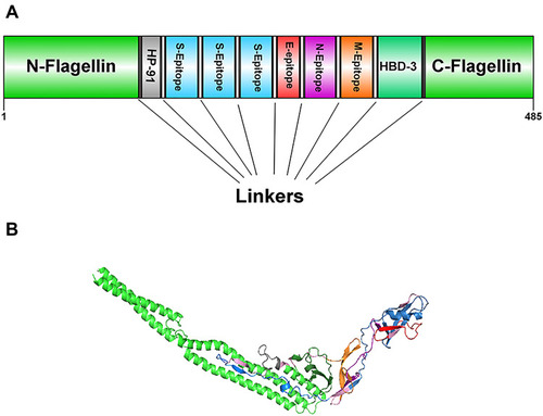 Figure 1 Schematic representation of the designed multi-epitope peptide based-vaccine. The vaccine consist of ten parts: Epitopes from structural proteins S, E, N, and M, adjuvants: Flagellin (in N-and C-terminus), HP-91 and HBD-3 that join to each other by linkers of repeat sequence of LE (A). Tertiary structure of the modeled multi-epitope vaccine construct (B). The 3D structure of the designed vaccine was predicted via homology modeling by Phyre2, then the best-predicted model was refined by Galaxy Refine and visualized using Discovery studio 4.5 software. N-and C-terminus of Flagellin is shown in green, HP-91 in gray, S epitopes in blue, E epitopes in red, N epitope in purple, M epitope in orange, HBD-3 in green, and linkers are shown in light pink.