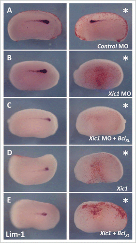 Figure 4 p27Xic1 overexpression and depletion, using a MO, inhibited pronephros anlagen formation with the same severity in the presence or absence of the apoptotic inhibitor BclXL. X. laevis embryos were injected at the 8 cell stage into a V2 blastomere to target the somites and presumptive pronephric region. βgal mRNA was co-injected to act as a lineage tracer (stained red, white arrow). embryos were cultured till stage 22 and whole mount in situ hybridised for expression of Lim-1, an early marker of the pronephros anlagen. Injection of the Control MO had no effect on Lim-1 expression (A). p27Xic1 mRNA, p27Xic1 MO, p27Xic1 mRNA/1 ng BclXL mRNA, and p27Xic1 MO/1 ng BclXL mRNA all reduced expression of Lim-1 on the injected side (B–E). Injection of p27Xic1 mRNA and p27Xic1 MO had effects on muscle development (see section 2.9); hence curling of the embryos towards the injected side was frequently observed, such as in the p27Xic1/BclXL injected embryo shown here (E). *denotes injected side.