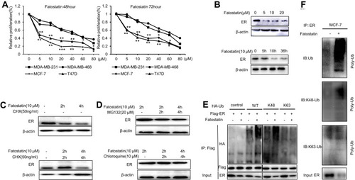 Figure 1 The mechanism of degradation of ER induced by fatostatin. (A) T47D, MCF-7, MDA-MB-231 and MDA-MB-468 cells were treated with fatostatin at various concentrations (0, 5, 10, 20, 40, 60, 80 µM). After 48 h and 72 h, cell viability was measured by MTT assays. (B) MCF-7 cells were treated with fatostatin in a time- and concentration-dependent manner and then measured by Western blot. MCF-7 cells were treated with CHX (C), MG132 and chloroquine (D) for 0, 2, and 4 h and co-treated with fatostatin at the same time point. Protein lysates were collected and subjected to Western blot assay for ER protein level. (E) Total protein was collected from MCF-7 cells transfected with pCMV-Flag-ER, pCMV-HA, pCMV-HA-UB, pCMV-HA-K48 and pCMV-HA-K63 and then treated with fatostatin for 48h. The cells were immunoprecipitated with Flag antibody and immunoblotted for HA. (F) Total protein was collected from MCF-7 cells and then treated with fatostatin for 48h. The cells were immunoprecipitated with ER antibody and immunoblotted for Ub antibody, K48-specific antibody and K63-specific antibody. All of the experiments were performed in triplicate, and the data are presented as the mean ± SD of three separate experiments. The data are representative of independent experiments (means ± SD) using one-way analysis of variance (ANOVA) to analyze the differences among groups. *p < 0.05; **p < 0.01; ***p < 0.001 vs. the control group.