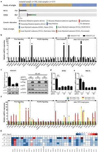 Figure 1. P53 modulates WT1-target gene expression. (a) Somatic variants in WT1 and p53 were identified in a total of 1131 AML cases, in which 184 cases carried at least one mutation; (b) p53 was overexpressed in HEK293T cells, and the mRNA expression of indicated WT1-target genes was determined by quantitative real-time PCR; (c) (left) HEK293T cells were transduced with retrovirus expressing different shRNAs against WT1, and the WT1 knockdown efficiency was verified by both qRT-PCR and western blot. (right) Overexpression of p53 in HL-60 cells with or without WT1 knockdown. HL-60 cells were transduced with retrovirus expressing different shRNAs against WT1 and retrovirus expressing Flag-tagged full-length p53. The expression of WT1 and p53 proteins was determined by western blot; (d) and (e) p53 was overexpressed in HEK293T cells as treated in Figure 1(c) (left), and the mRNA expression of indicated WT1-target genes was determined by qRT-PCR; (f) HCT116 (p53−/-) and HCT116 (p53+/+) cells were transfected with WT1, and the mRNA expression of indicated WT1-target genes was determined by qRT-PCR; (g) Stable HL-60 cells were generated as described in Figure 1(c) (right), and the mRNA expression of WT1-target genes was determined by quantitative real-time PCR. Shown are average values of triplicated results with SD; *p < 0.05; **p < 0.01; ***p < 0.001 for the indicated comparison