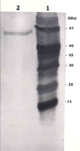 FIGURE 2 Determination of molecular mass of β-glucosidase from Aspergillus niger by SDS-PAGE. Lane 1: Protein markers phosphorylase (97 kDa), bovine albumin (66 kDa), ovalbumin (45 kDa), carbonic anhydrase (30 kDa), soybean trypsin inhibitor (20 kDa), and α-lactabumin (14 kDa). Lane 2: Purified enzyme.